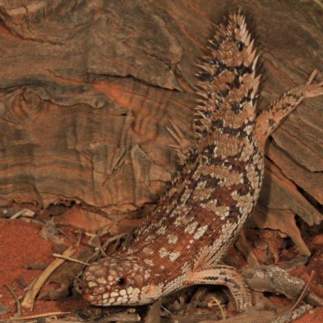 Image of a Southern Pygmy Spiny-tailed Skink