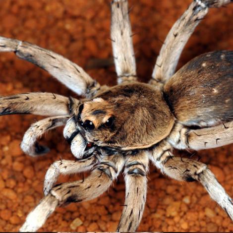 Image of a Desert Two-toned Wolf Spider