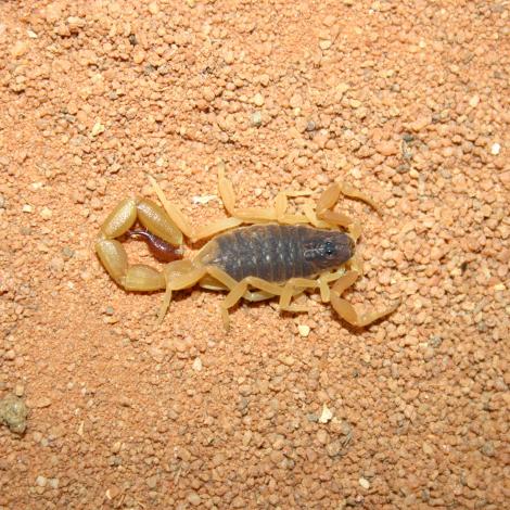 Image of a Spider-hunting Scorpion