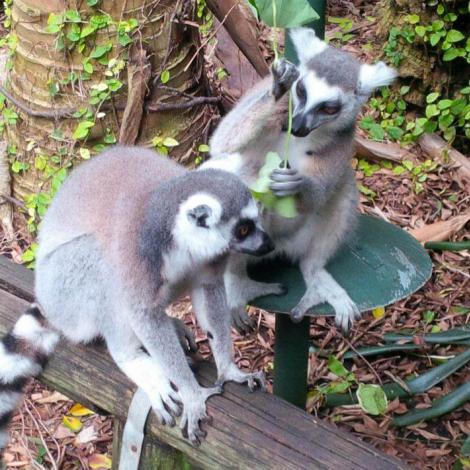 Ring-tailed Lemur