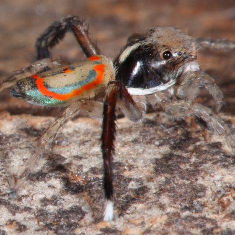 Image of a Common Peacock Spider