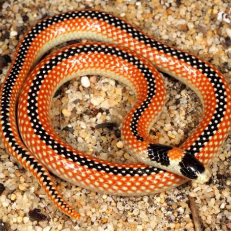 Image of a Black-striped Snake