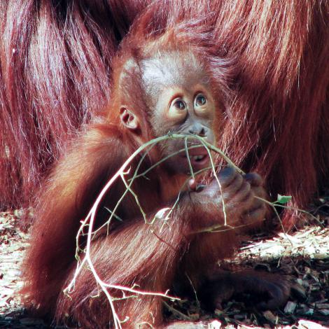 A young orang-utan