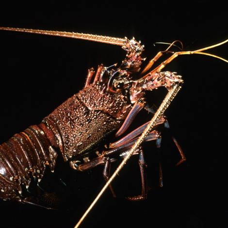 Image of a Western Rock Lobster