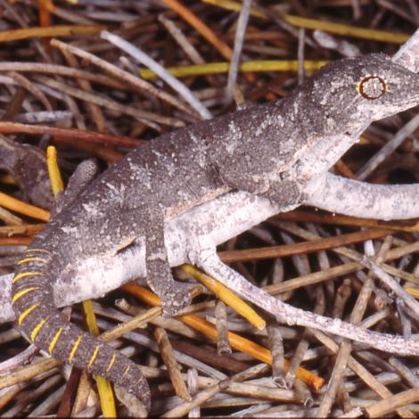 Image of a Spiny-tailed Gecko