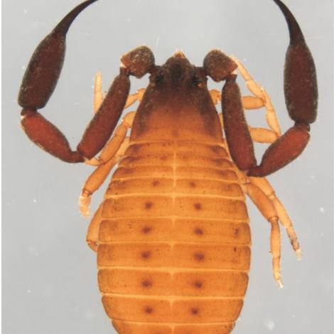 Image of Christopher Darwin’s Pseudoscorpion