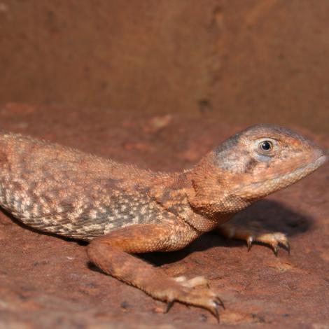 Image of a Pebble-mimic Dragon