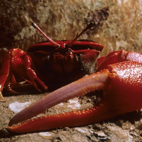 Image of Flame-backed Fiddler Crab