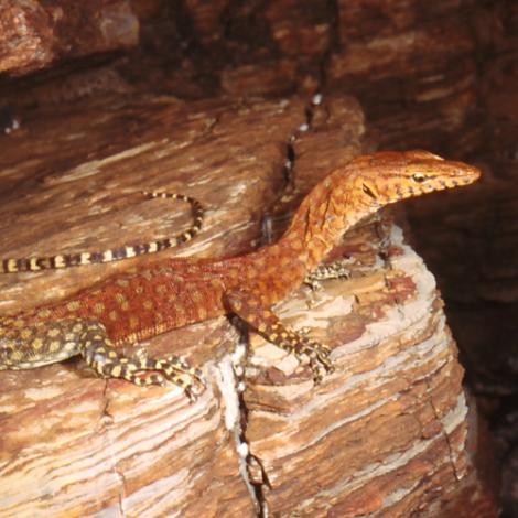 Image of a Pilbara Goanna