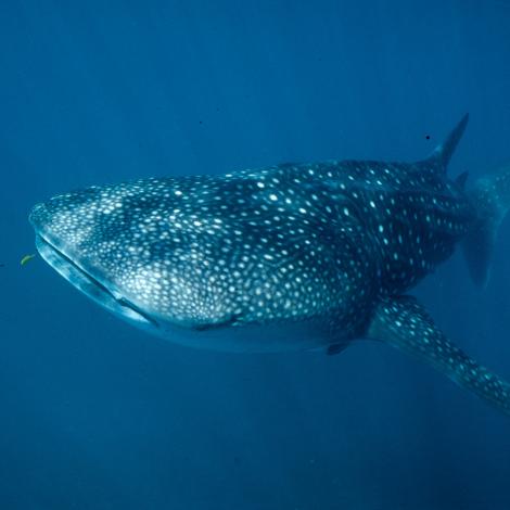 Image of a Whale Shark