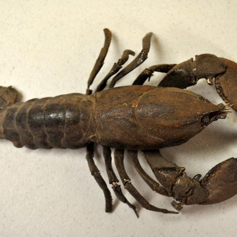 A freshwater crayfish specimen