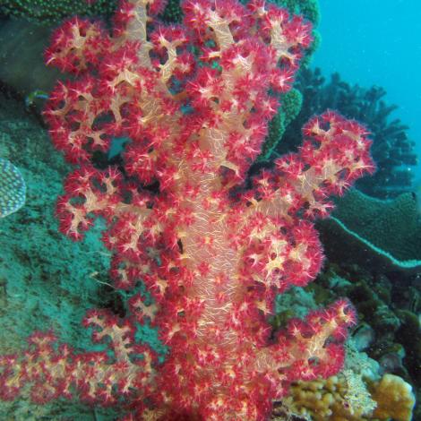 A pink soft coral under water