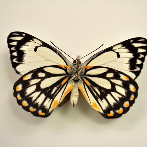 A native Australian butterfly specimen