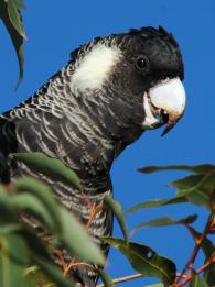 Baudin's Cockatoo - female