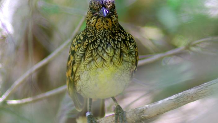 A small, green bowerbird sitting on the forest floor