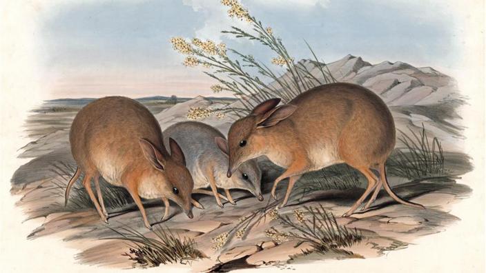 An artwork representing the Pig-footed Bandicoot, published in Gould’s Mammals of Australia (1845).