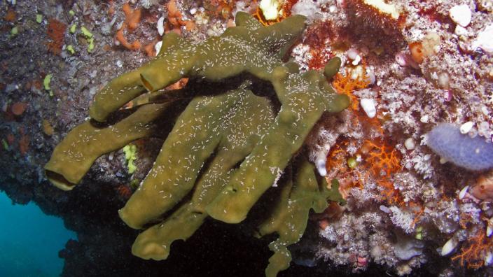 A new species of sponge, pictured growing on a rock overhang in a reef