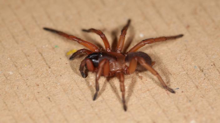 Male Mygalamorph spider of the genus Aname