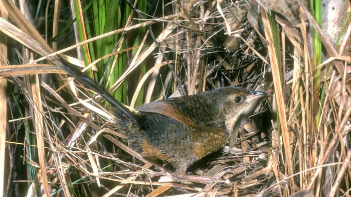 Image of a Noisy Scrub-bird