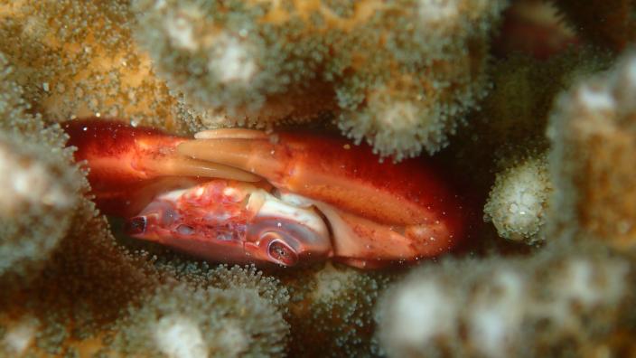 The coral crab Trapezia cymodoce in a Pocillopora coral colony.