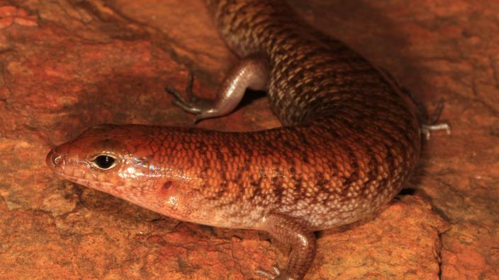 Rusty skink (Eremiascincus rubiginosus) Image copyright Ryan Ellis/WA Museum