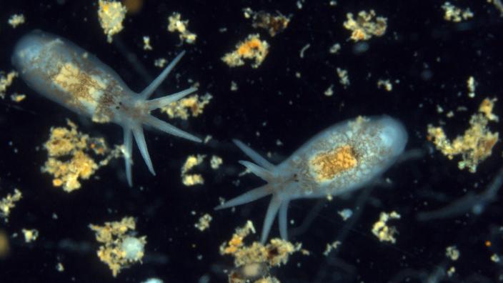 Two live individuals of Temnosewellia minor