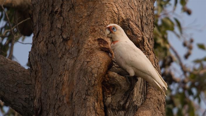 Eastern Long-billed Corella. Photo by Tony Kirkby