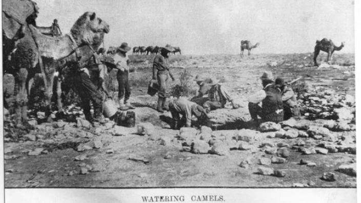 Monochrome photograph of watering camels at gnamma hole, 1890s-1900s