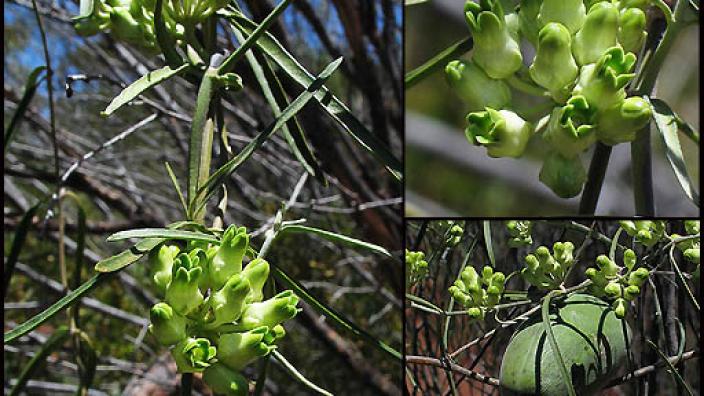 Image of flower - Marsdenia australis (R.Br.) Druce