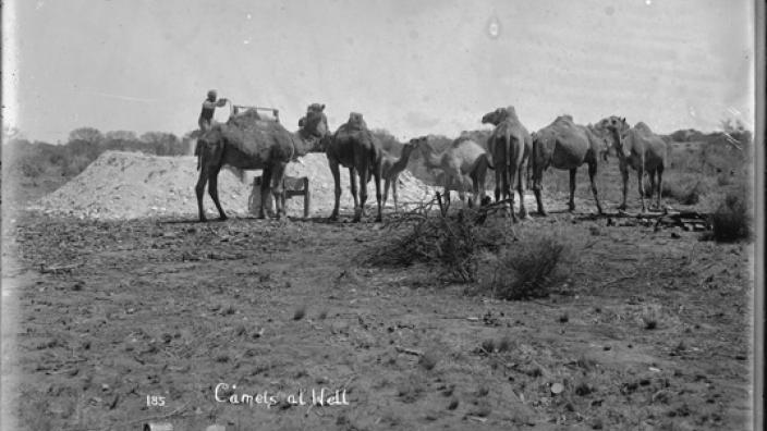 Monochrome photograph of cameleer pumping water for camels, c.1900s