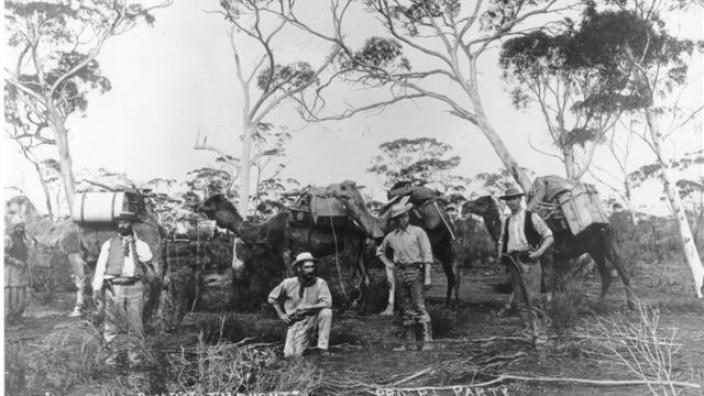 A prospecting party standing under trees with camels, 1894