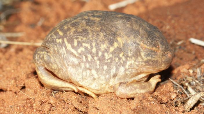 Image of water-holding frog