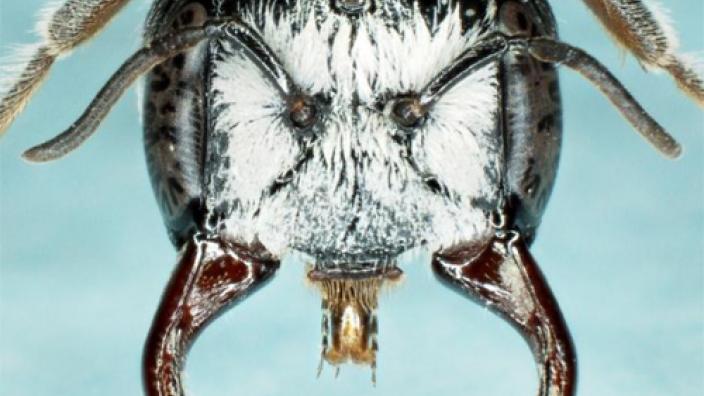 Close up view of the male megamouth bee showing facial features