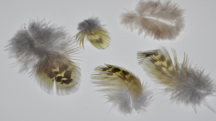 Night Parrot feathers