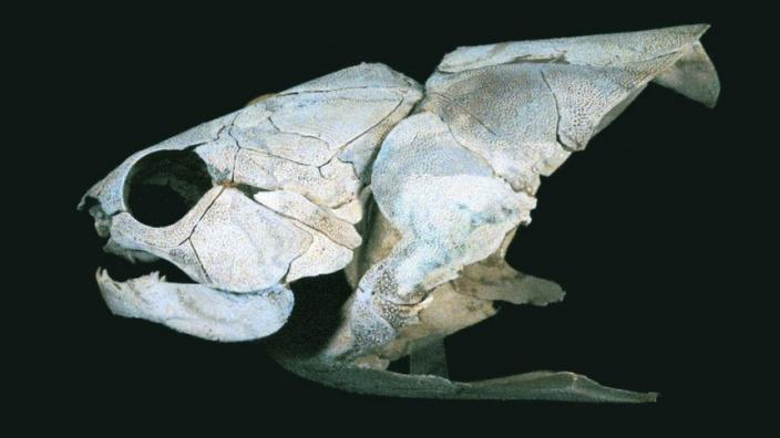 A fossilised fish skeleton
