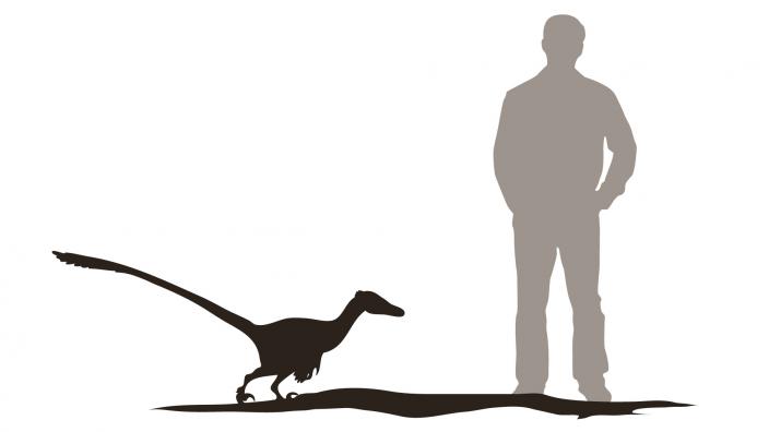 Velociraptor stands 0.8m high