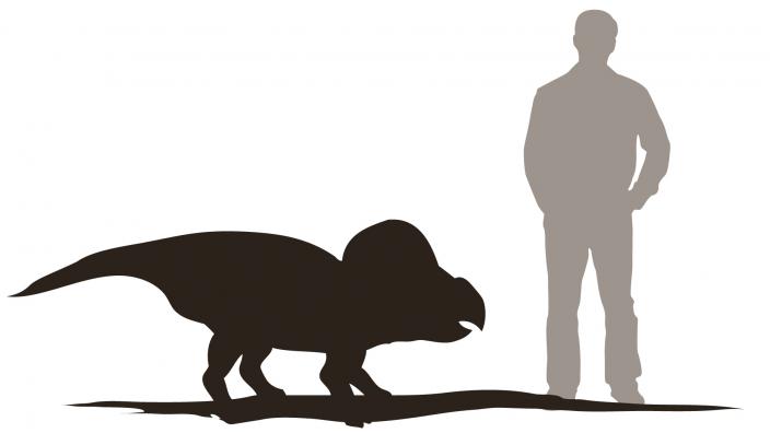 Protoceratops stands 1m tall