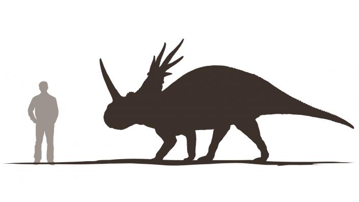 Styracosaurus stood 2.3m tall