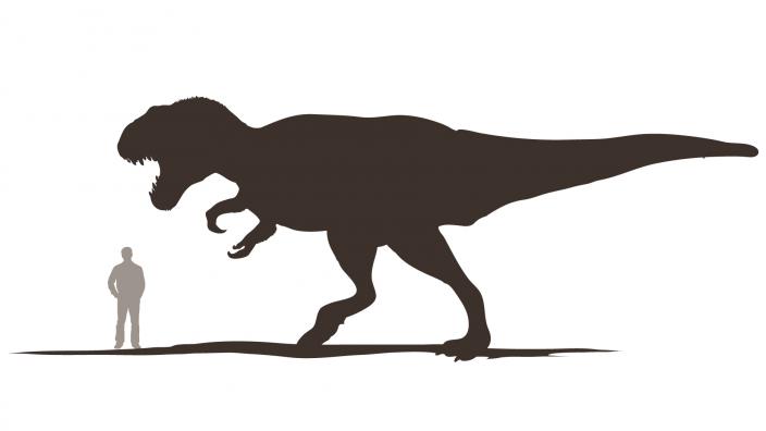 Tyrannosaurus rex stood 4.6m tall