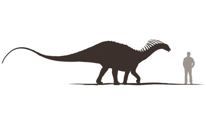 Amargasaurus was 10m long