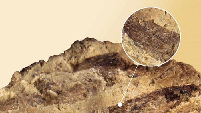 Bone fragments found in Tyrannosaurus rex fossilised poo