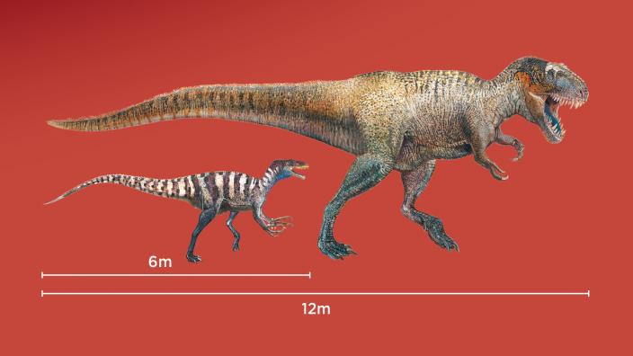 Scale showing Australovenator half the length of Tyrannosaurus rex