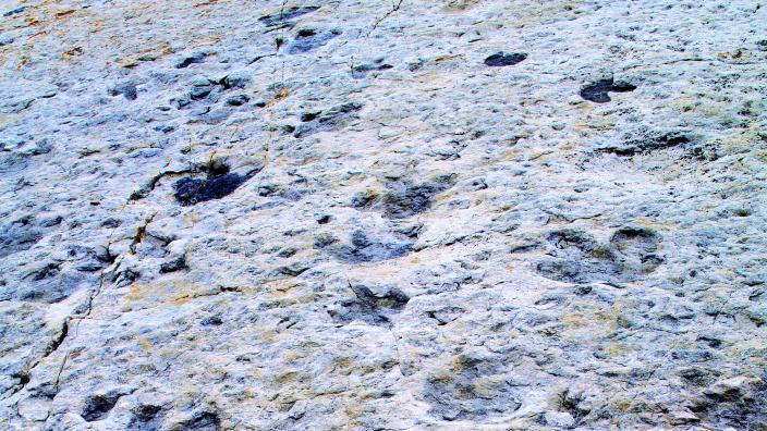 Bipedal dinosaur tracks from the mid-Cretaceous discovered at Dinosaur Ridge, near Morrison, Colorado, USA.