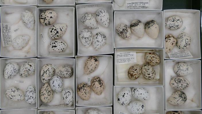 Eggs in the WA Museum Ornithology collection. Photo by Kim Sarti.