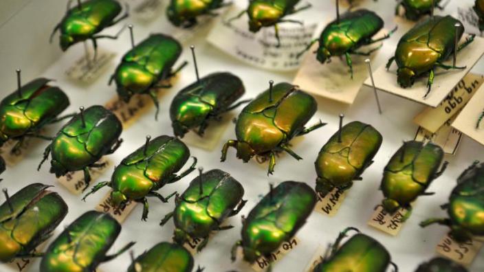 Native Australian beetles. Photo by Jessica Scholle.