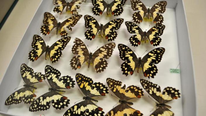 Butterflies in the WA Museum Entomology collection. Photo Jessica Scholle.