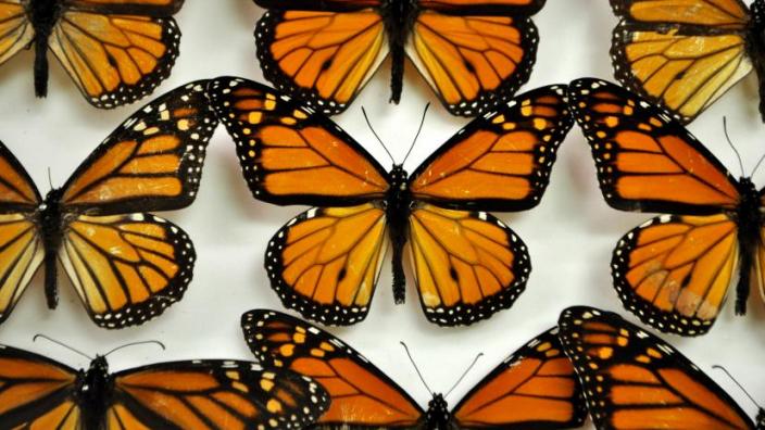 Butterflies in the WA Museum Entomology collection. Photo Jessica Scholle.