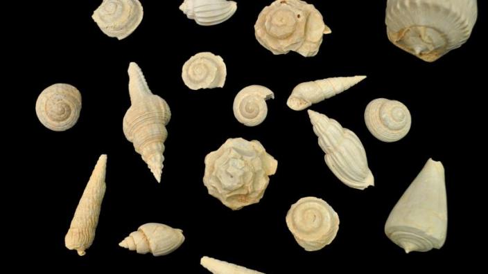 Fossil shells from the Roe Plains. Photo Jessica Scholle.