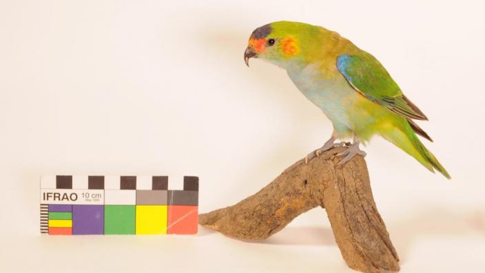 Glossopsitta porphyrocephala, from the WA Museum's Ornithology collection