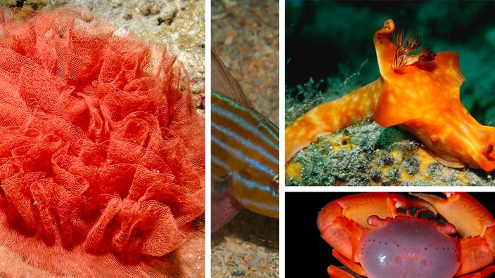 Collage of items from the Museums collections that have some orange in them.